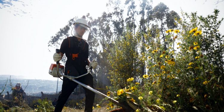 Cortafuegos y desmalezados en distintos puntos de la ciudad son parte del plan de prevención incendios en Valparaíso