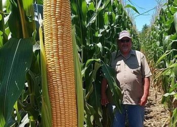 El choclo más grande del mundo es de Chile y se encuentra en La Ligua