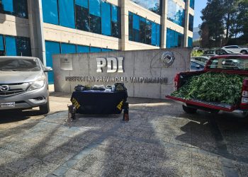 PDI Valparaíso desbarata banda dedicada al cultivo de cannabis