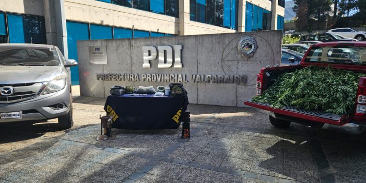 PDI Valparaíso desbarata banda dedicada al cultivo de cannabis