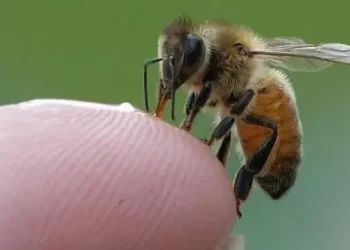 Picaduras de abejas y avispas: Cómo reconocer si se trata de una reacción alérgica grave