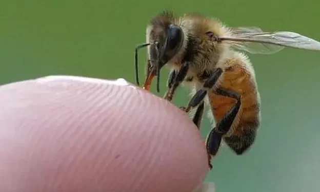 Picaduras de abejas y avispas: Cómo reconocer si se trata de una reacción alérgica grave