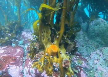 “Chile, el país que más saca algas de praderas naturales en el mundo”: Preocupación por deforestación de bosques marinos