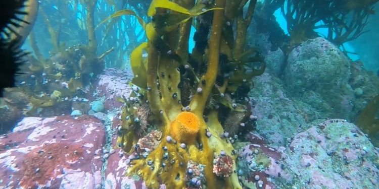 “Chile, el país que más saca algas de praderas naturales en el mundo”: Preocupación por deforestación de bosques marinos