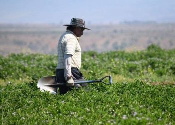SNA hace llamado a “faena cero” por ola de calor pronosticada para varias regiones del país