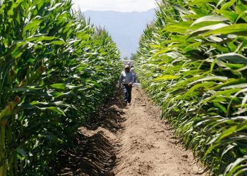 Más de 640 productores acceden a subsidio INDAP en resguardo a caída del precio del maíz