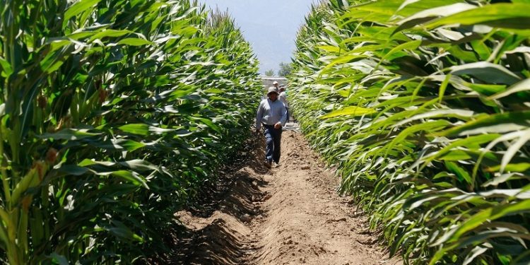 Más de 640 productores acceden a subsidio INDAP en resguardo a caída del precio del maíz