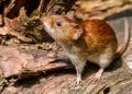 ¿Qué es el hantavirus y cómo evitar su contagio?