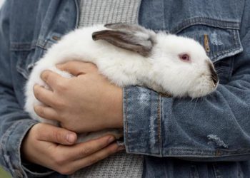 Se publica en Diario Oficial ley que prohíbe la experimentación en animales para cosmética en Chile