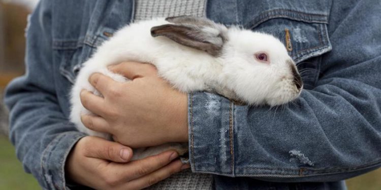 Se publica en Diario Oficial ley que prohíbe la experimentación en animales para cosmética en Chile