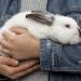 Se publica en Diario Oficial ley que prohíbe la experimentación en animales para cosmética en Chile