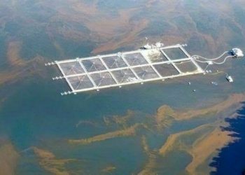 Por la defensa de las áreas marinas de la Patagonia: organizaciones comparten principales desafíos para este 2024