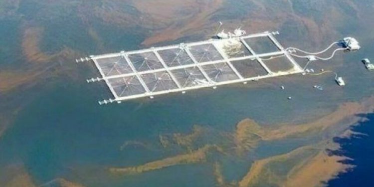 Por la defensa de las áreas marinas de la Patagonia: organizaciones comparten principales desafíos para este 2024