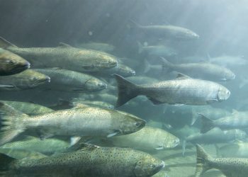 Investigación propone utilizar residuos del salmón para generar alimentos ricos en calcio