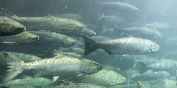 Investigación propone utilizar residuos del salmón para generar alimentos ricos en calcio