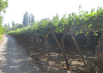 Ola de calor se extiende a más zonas frutícolas: Fedefruta pide extremar cuidados en los huertos y evitar las horas críticas en las faenas