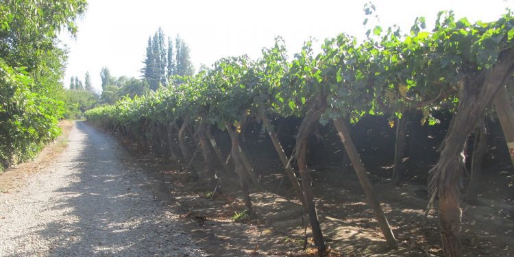 Ola de calor se extiende a más zonas frutícolas: Fedefruta pide extremar cuidados en los huertos y evitar las horas críticas en las faenas