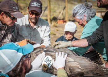 Liberan a cuatro cóndores andinos en el Parque Nacional Patagonia para su incorporación al medio silvestre