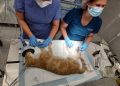 «Fatiga por compasión»: Académico de Medicina Veterinaria UST Viña del Mar advierte sobre consecuencias de la llamada