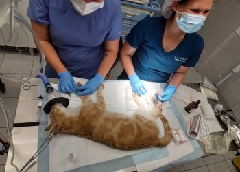 Los difíciles días de atención veterinaria a mascotas heridas por los incendios