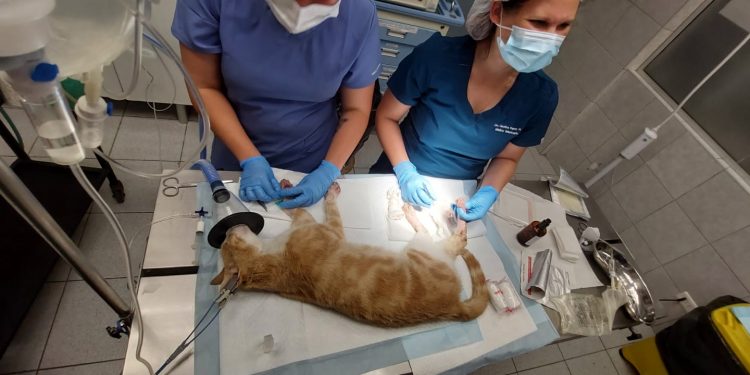 Los difíciles días de atención veterinaria a mascotas heridas por los incendios