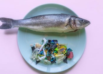 [Opinión] Claudia Narbona: Microplástico en los alimentos