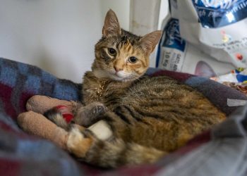 Municipio Abierto de Quilpué llama a la solidaridad: se necesitan hogares temporales para mascotas víctimas del megaincendio