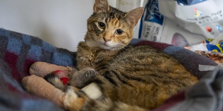 Municipio Abierto de Quilpué llama a la solidaridad: se necesitan hogares temporales para mascotas víctimas del megaincendio