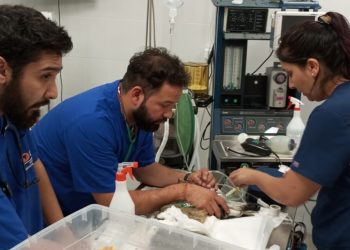 UDLA ofrece atención gratuita a animales afectados por los incendios y habilita su Sede Viña del Mar como centro de acopio