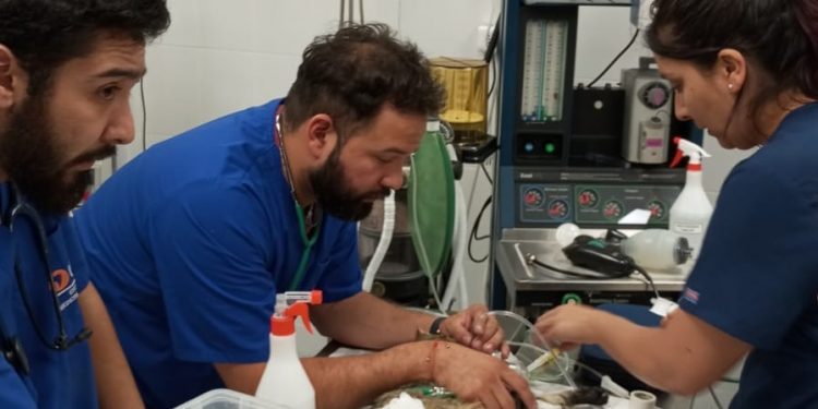 UDLA ofrece atención gratuita a animales afectados por los incendios y habilita su Sede Viña del Mar como centro de acopio