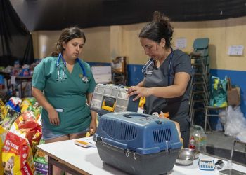 Municipio Abierto de Quilpué despliega atención veterinaria en hospitales y clínicas móviles temporales