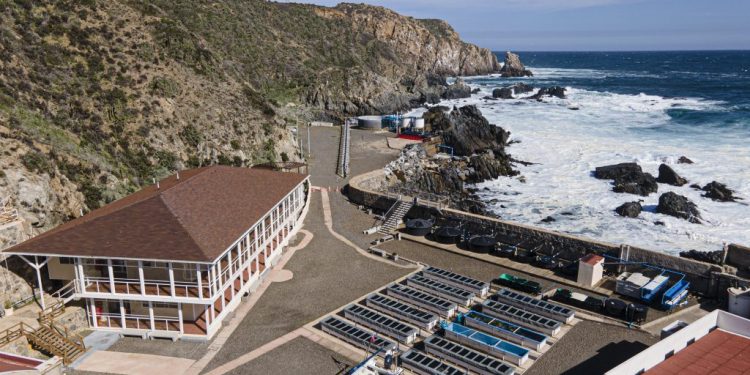 Analizan impacto de la surgencia costera sobre la abundancia de micronutrientes en los tejidos de organismos marinos