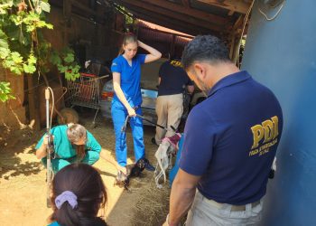 PDI detiene en Villa Alemana a mujer por maltrato animal