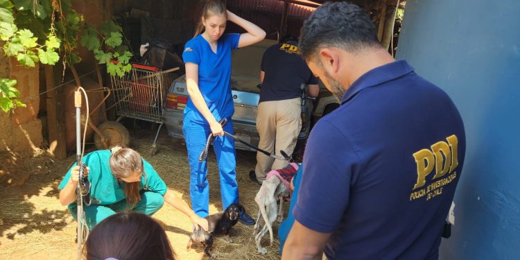 PDI detiene en Villa Alemana a mujer por maltrato animal