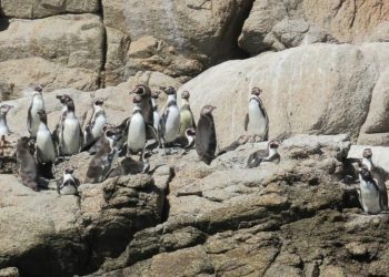 A bordo de embarcación realizan fiscalización y difusión de avistamiento seguro de fauna marina en Algarrobo