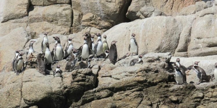 A bordo de embarcación realizan fiscalización y difusión de avistamiento seguro de fauna marina en Algarrobo