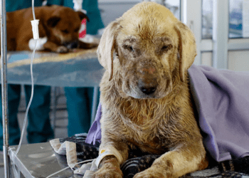 Festival de Patitas anuncia evento online benéfico en apoyo a mascotas afectadas por Mega Incendio en la V Región