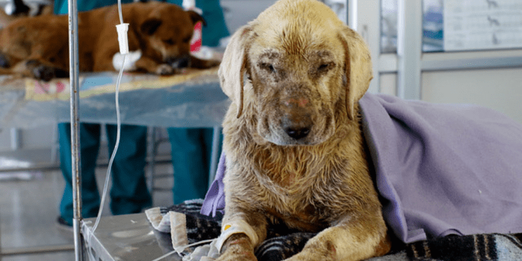 Festival de Patitas anuncia evento online benéfico en apoyo a mascotas afectadas por Mega Incendio en la V Región