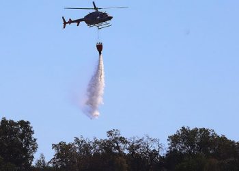 Tragedia en el Jardín Botánico de Viña del Mar: Fallecimiento de 4 personas y pérdida total del recinto por Incendios Forestales