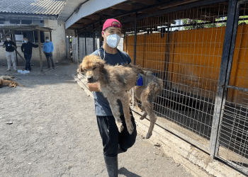 Maltrato animal en Curicó: descubren fundación animalista con más de 100 perros y gatos desnutridos y enfermos