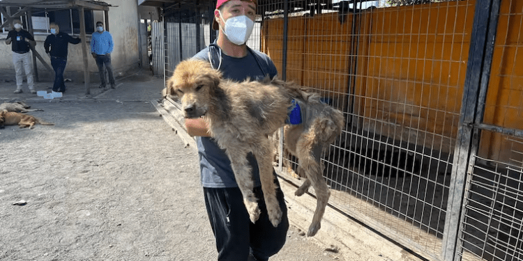 Maltrato animal en Curicó: descubren fundación animalista con más de 100 perros y gatos desnutridos y enfermos
