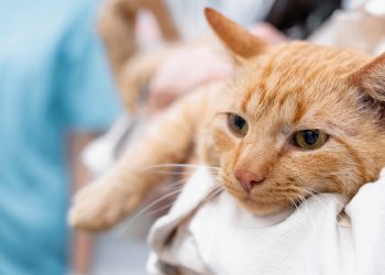 Más de dos mil mascotas han sido atendidas y cerca de 200 buscan hogar tras los incendios en Valparaíso