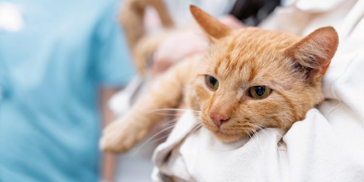 Más de dos mil mascotas han sido atendidas y cerca de 200 buscan hogar tras los incendios en Valparaíso