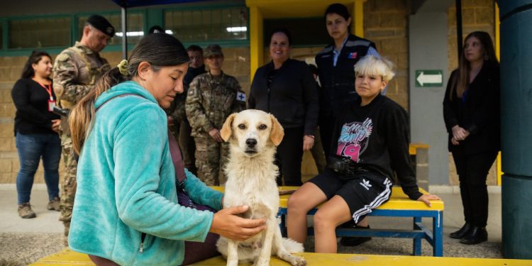 Subdere entrega recursos al municipio de Quilpué para realizar atención veterinaria a animales afectados por los incendios