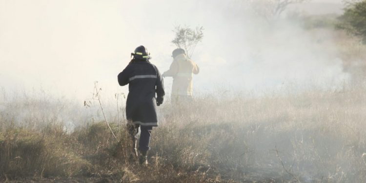 Recuperación de suelo tras incendio en Viña del Mar podría extenderse por 50 años
