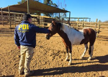 PDI Concón recupera caballos de equino terapia sustraídos en Puchuncaví