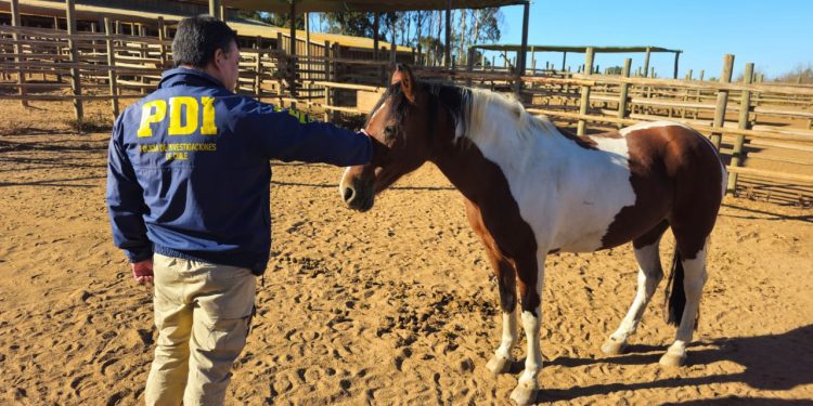 PDI Concón recupera caballos de equino terapia sustraídos en Puchuncaví