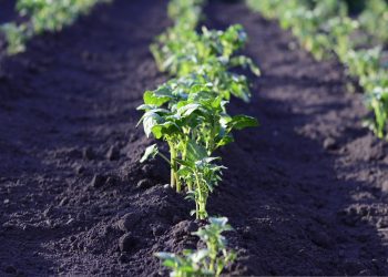 Investigadora USM recibió el premio “Mujeres Protagonistas en Innovación Tecnológica 2024” por su trabajo en biorremediación