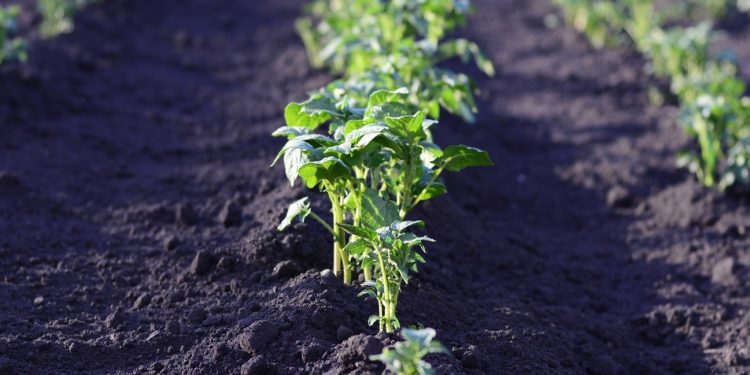 Investigadora USM recibió el premio “Mujeres Protagonistas en Innovación Tecnológica 2024” por su trabajo en biorremediación