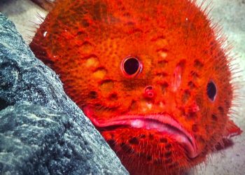 Descubrimiento en las profundidades: Montañas submarinas revelan un mundo desconocido